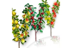EUROPA GREEN Lote de 3 árboles frutales dúo cereza/manzana/pera - Adecuado para balcones, terrazas y pequeños jardines