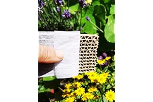 Novo Nem® Florfliegenlarven 500 Stück in Pappwabe gegen Blattläuse, Spinnmilben, Thrips, Wollläuse u. a.