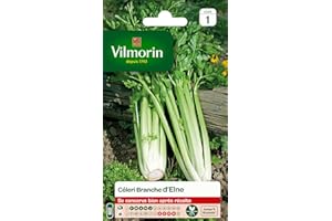 VILMORIN - Céléri Branche d'Elne - Fort rendement - Peu calorique et diététique - Excellente qualité gustative - côtes Rondes et très charnues -