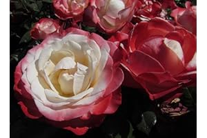GORGEOUS GARDEN ROSES Nostalgia - Bareroot Hybrid Tea Garden Rose Bush - White Blooms with Red Edges, Strong Fragrance - Unusual