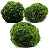 AquaBreedingSkill Set of 3 Live Japanese Marimo 4-2 cm - Natural Live Marimo Ball Original Natural Plants for Aquariums Natur