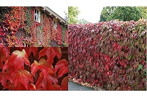 GENERIC Boston Ivy Parthenocissus Tricuspidata 20 Seeds Japanese Ivy