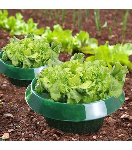 Griwuut Erdbeerreifer 10er Set - Pflanzenständer Gegen Fäulnis Für Balkon & Garten