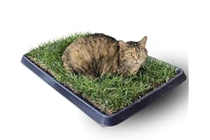 PetZolla Gatto Kit S - Cuccia gatto in vera erba con vassoio riutilizzabile 60x40 cm, Letto per gatti con erba gatta Naturale e Atossico, cuccia per gatti da interno dura fino a 3 mesi