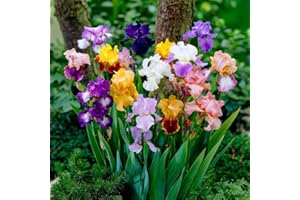 DUTCH BULBS EXCLUSIVE PLANTS FROM HOLLAND Bulbi Fiori Perenni da Esterno - 5 Radici di Iris Germanica - Mix di 5 varietà - Grandi piante - Piante e Fiori Esclusivi dall'Olanda - per giardino, vasi e balcone (non semi, non artificiali)