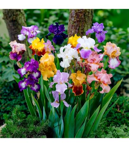 Semi Di Mughetto Profumati - Piante Resistenti All'Inverno Per Giardino (1 Bustina)