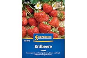Kiepenkerl Erdbeersamen Tresca 1027640 - immertragend - großfrüchtig - lange Erntezeit - Garten, Ampel & Balkon - Saatgut, Erdbeerpflanze, Früchte