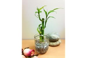 Easy Plants Arranged Lucky Bamboo in a Silver Lined Glass Vase with Silver Gravel