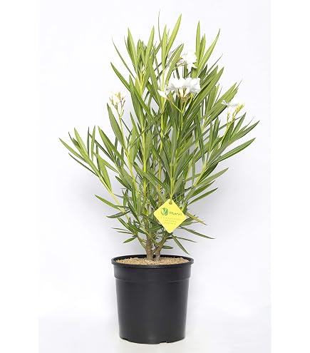 Oleandro (Nerium Oleander) Rosso In Vaso 24 Cm – Pianta Vera Alta 80/100 Cm, Fioritura Estiva, Simbolo Del Mediterraneo