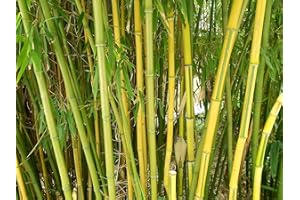 SAMENCHILISHOP (IMMER NUR EINMAL VERSAND) Winterharter Riesen Bambus 500 Samen (Bis zu 35 Meter Hoch)