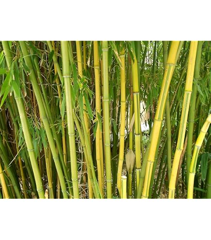 Fargesia Rufa Bambus-Set 3 Pflanzen  Winterhart, Immergrn, 30-50cm Fr  Hecke Und Kbel