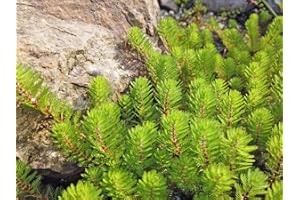 H2O-Pflanze Thousand Leaf | Myriophyllum Hippuroides | in 9 Pond Pot | Water Plant | Pond Plant | Mini Pond Suitable | Clarifying Plant | Oxygen Plant | Hardy