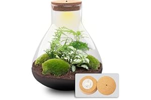 URBANJNGL Kit DIY Terrarium • Sam XL • Écosystème avec Plantes • ↑ 35 cm