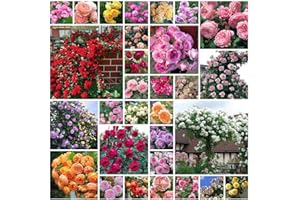 ZTZHYZR 1000 Graines De Rosier Grimpant, Graines De Roses De Couleurs Mélangées, Floraison Toute l'Année, Faciles à Planter, Roses Parfumées pour La Plantation sur Balcon De Cour Et Jardin