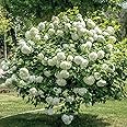 Viburnum Opulus Snowball Shrub Hardy Deciduous Shrub Guelder Rose European Candy Bush White Snowball Shaped Flowers attracts Wildlife 1 x 9cm Pot by Thompson and Morgan