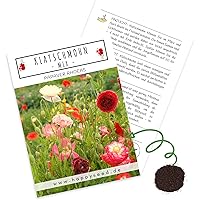 Klatschmohn Samen (Papaver rhoeas) - Wunderschön blühende Mohnblumen mit langer Blütezeit für eine bunte Blumenwiese…