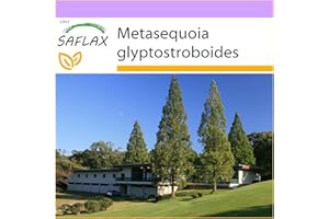 SAFLAX - Sapin d'eau - 60 graines - Metasequoia glyptostroboides