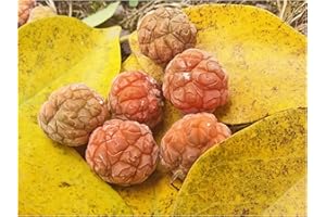 TREE ONLINE NURSERY Rare Hardy Fruit Tree, Chinese Raspberry Tree, Maclura or Cudrania tricuspidata, Easy to Grow, 10-15cm Tall Starter Plant in an 8cm Pot