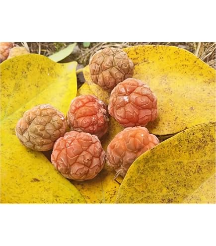 Psidium Cattleianum Seeds 35+ Red Strawberry Guava Seeds (Psidium  Cattleianum) - Tropical Fruit Tree Seeds For Growing, Edible & Ornamental  Red Guava Plant Seeds