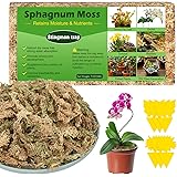 Sfagno Terriccio per Orchidee Terriccio Bonsai Sfagno per Piante Substrato per Orchidee Muschio Vivo Sfagno per Orchidee 200g