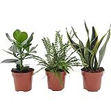 3x Schlafzimmerpflanzen | 3er Set Indoor Grünpflanzen | Pflegeleicht | Balsamapfel, Schwertfarn, Bogenhanf | Höhe 20-40cm | T