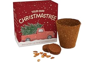 GENTLE NORTH Weihnachtsbaum Anzuchtset als Adventskalender Füllung - Mini Geschenk als Idee für den Adventskalender für Frauen und Männer - Nordmann-Tanne zum selber Pflanzen