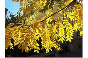 TREE ONLINE NURSERY Showy Fruits, Honey Locust GLEDITSIA TRIACANTHOS, Tree Plant, Acacia-Like, Elegant Foliage, Fully Hardy,15-20cm Tall Starter Plant in an 8cm Pot