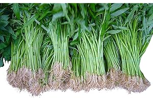 SAMENCHILISHOP (IMMER NUR EINMAL VERSAND) Wasserspinat 50 Samen -Ipomoea aquatica- Morning Glory *Wasserpflanze/Teich/Sumpf und Biotop*