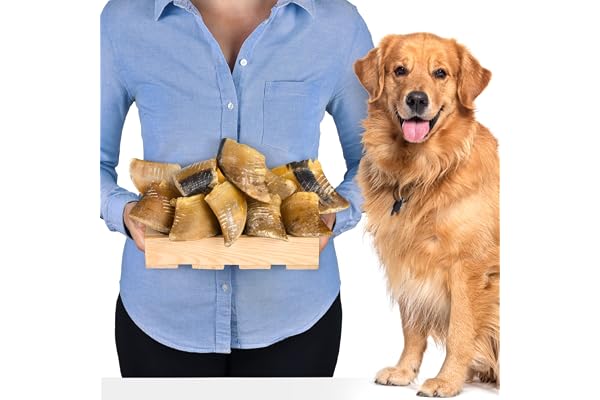 Lovely DOG
