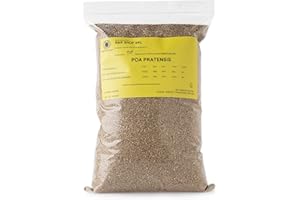 R&R SHOP - Nasiona trawnika, Poa Pratensis, samoregenerujące i odporne (500gr - 20mq)