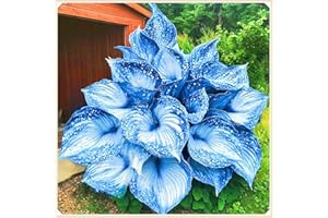 FKGNQS Rapid Growth Easy Planting Hostas Plants UK Garden Flowers Wedding Flowers-4Bulbs-f