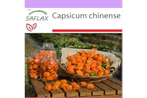 SAFLAX - Chile habanero amarillo - 10 semillas - Capsicum chinense