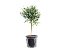 Fruit de Botanicly – Citron caviar – Hauteur: 70 cm – Citrus Australasica