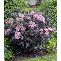 BALDUR Garten 1 x Elderberry Sambucus nigra 'Thundercloud' Hardy, Plant in  17 cm Pot, Butterfly-Friendly, Elderberry, Lilac Berry, Dry-Resistant,  Perennial, Flowering : Amazon.de: Garden