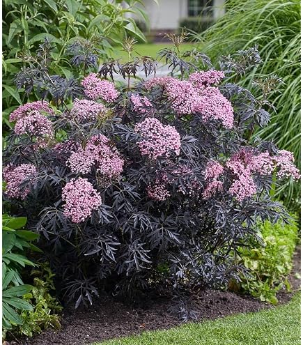 BALDUR Garten 1x Winterharter Schmuck-Farn 'Golden Brilliant', Pflanze im  9x9 cm-Topf, Dryopteris erythrosora Gartenfarn, winterharte Staude,  mehrjhrig, fr Standort im Schatten geeignet : Amazon.de: Garten