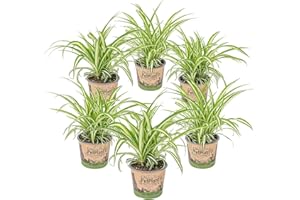 Bloomique - Lot de 6 - Chlorophytum 'Variegatum' - Plante araignée - Dépolluante - Sans danger - 20-30 cm de Haut - Pot 12 cm
