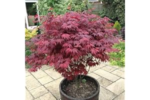 Japanese Purple Maple Tree, Acer Palmatum Atropurpureum Plant in a 9cm Pot 3fatpigs®