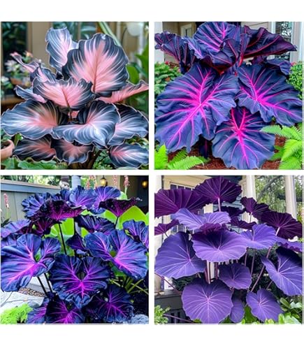 Hosta Pflanzen Mehrjährig - Winterhart & Pflegeleicht Für Garten & Balkon