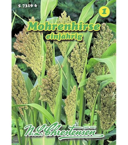 Zuckerhirse (Sorghum bicolor) - ca. 200 Samen : Amazon.de: Garten