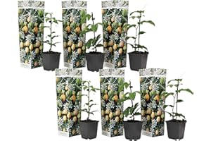 Plant in a Box - Set di 6 Passiflora Edulis - Frutto della Passione - Rampicante - Vaso 9cm - Altezza 25-40cm