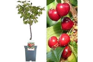 GARDENERSDREAM Collection d'arbres fruitiers pour patio | Fruits variés | Idéal pour petits jardins | 2-3 pieds