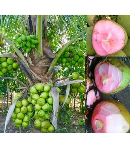 Plant HeartThai Pink Coconut Tree - Dwarf Hybrid, 2-3 Feet Height