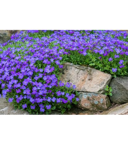 AUBRIETA ROCK CRESS CASCADE MIX Aubrieta Hybrida Superbissima - Foto 10