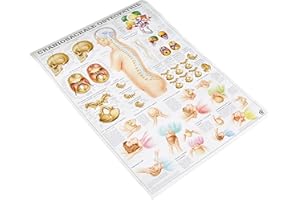 RDIGER- ANATOMIE GMBH Ruediger Anatomie MIPO61 Craniosacrale Osteopathie Tafel, 24 cm x 34 cm, Papier