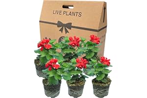 VERDANT LIVING Red Geranium Plants Live for Planting - 6 Large 1L Pot Size Garden Ready, Well Rooted, Established Pot Bedding. Add Flower Colour to Containers, Baskets, Patio & Beds. Calliope Landscape Fire