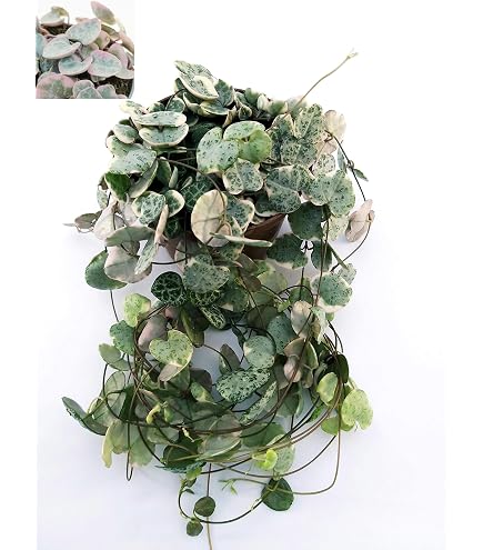 Ceropegia Woodii VARIEGATA ROSA, Collana di Cuori, String of Hearts, Collana d'Amore - vaso 9 cm