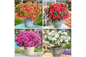GrowOn Shrubs [x4] Dwarf Japanese Azalea Collection | Variety-Pack | Evergreen Shrubs | Outdoor Garden Ready Plants | Spring Flowering | Red, Orange, Purple, White Flowers