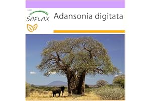 SAFLAX - Baobab africano - 6 semi - Adansonia digitata