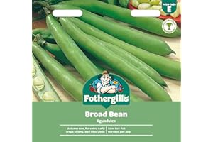 MR FOTHERGILLS Fothergill's Broad Bean Aguadulce Flower Seeds, 45 Seeds, Sow: Oct-Feb, Green