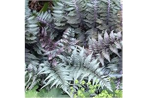 1 x Athyrium niponicum ‚Red Beauty' im 1 Liter Topf (Ziergras/Gräser/Farn/Winterhart//Mehrjährig/Staude/Stauden) Regenbogenfarn - SELTENHEIT - Perfekt für den Halbschatten - von Stauden Gänge